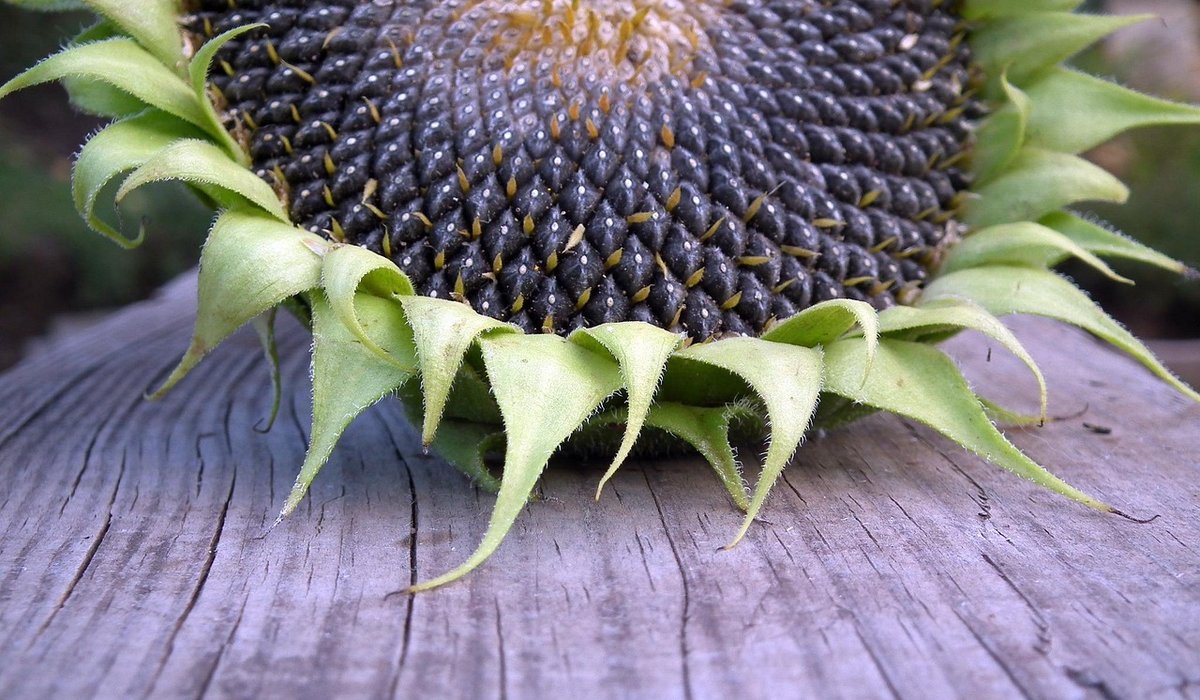 Designing a Low-Maintenance Front Garden with Native Plants