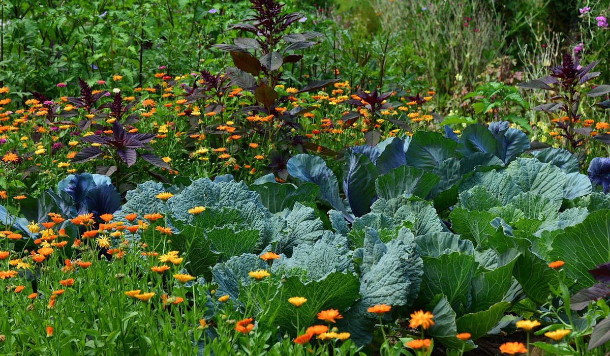 How to Plan a Cottage Garden Border for Year-Round Colour